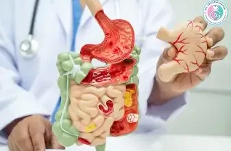 Gastrointestinal demonstration model.